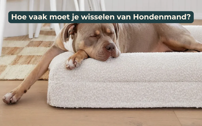 Hoe vaak moet je van hondenmand wisselen?