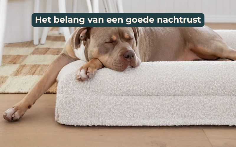 Het belang van goede nachtrust voor een hond