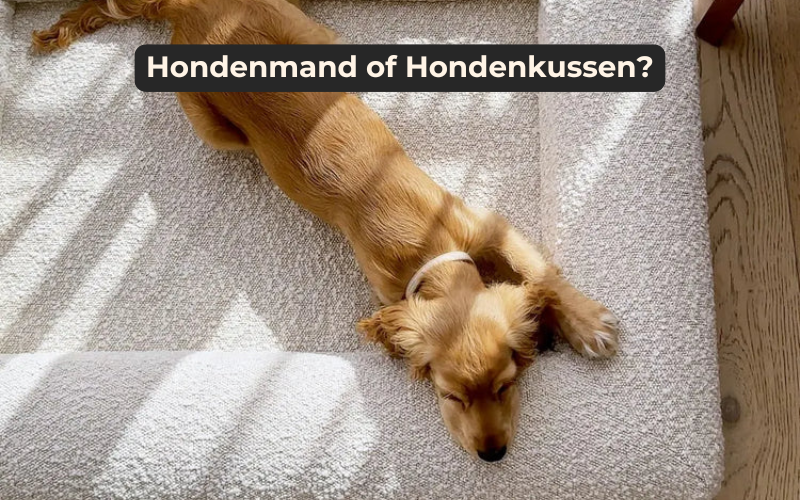 Het verschil tussen een hondenmand en hondenkussen