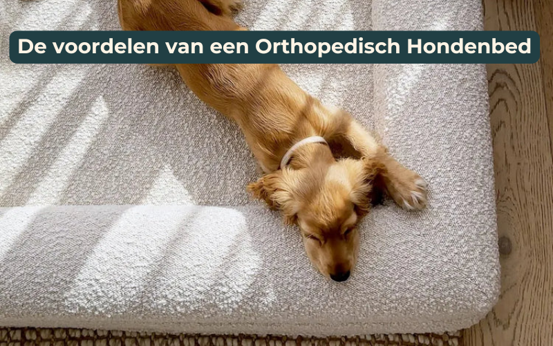 Voordelen van een orthopedische hondenmand